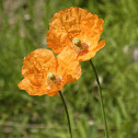 Iceland poppy "Champagne bubbles"