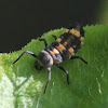 Variable Ladybird larva