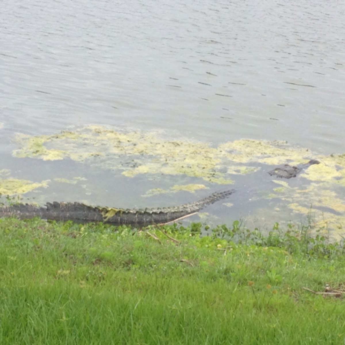 American alligator