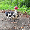 Muscovy duck