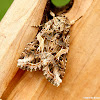 Yellow-striped armyworm moth