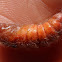 Lasiocampidae Pupa/  Cocoon