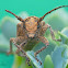 Long horn beetle