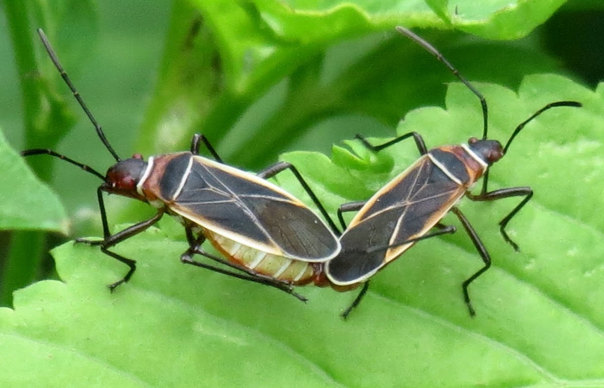 Cotton stainers