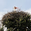 White stork, cigüeña común