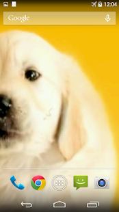 Puppy Licks Screen(圖3)-速報App