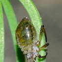 Scots pine aphid