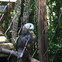 Barn owl