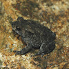House Toad