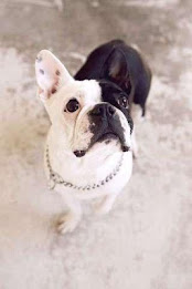 Bulldog Puzzle by BookMan poster 1