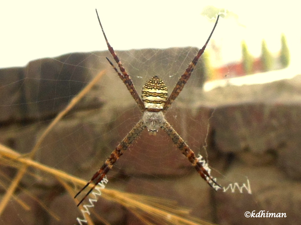 Oval St. Andrew's Cross spider
