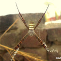 Oval St. Andrew's Cross spider