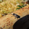 Fungus Weevil