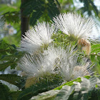 Silk Tree ("Mimosa")