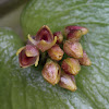 Pleurothallis orchid