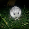 Russian Winter white dwarf hamster