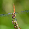 Common Darter