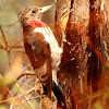 Red-headed woodpecker