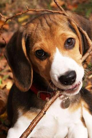 Beagle Puzzle