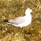 Hartlaub's Gull