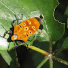 Orange Shield Bug