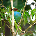Bay-headed tanager