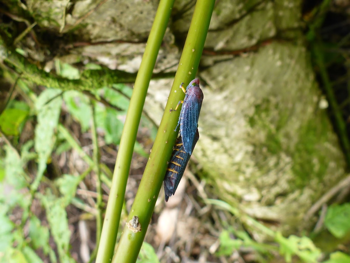Blue Sharpshooter / leafhopper