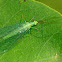Common green lacewing, crisopa