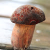 Red-mouth Bolete