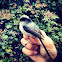 Long tailed tit. Mito