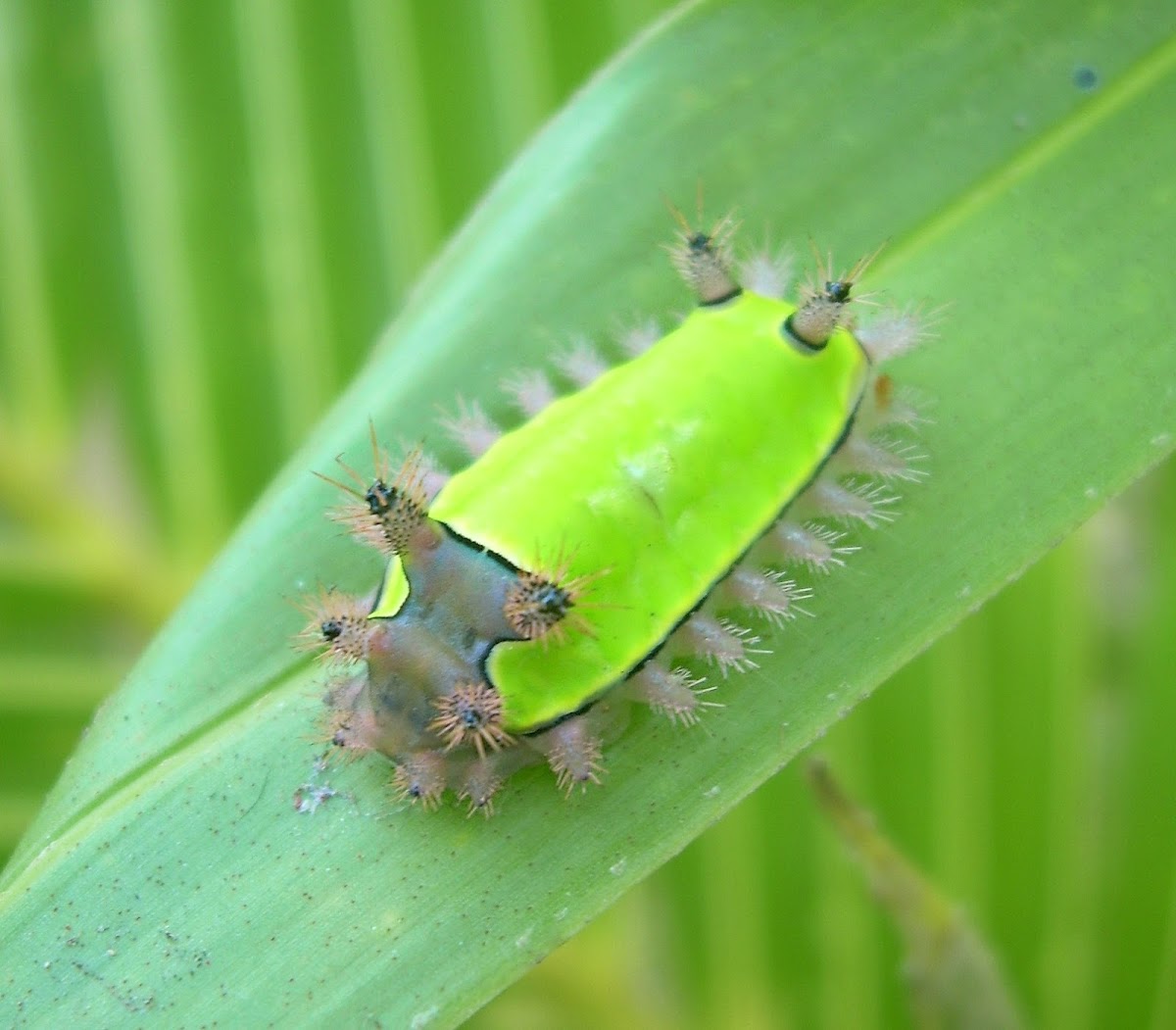 Saddleback Moth Caterpillar