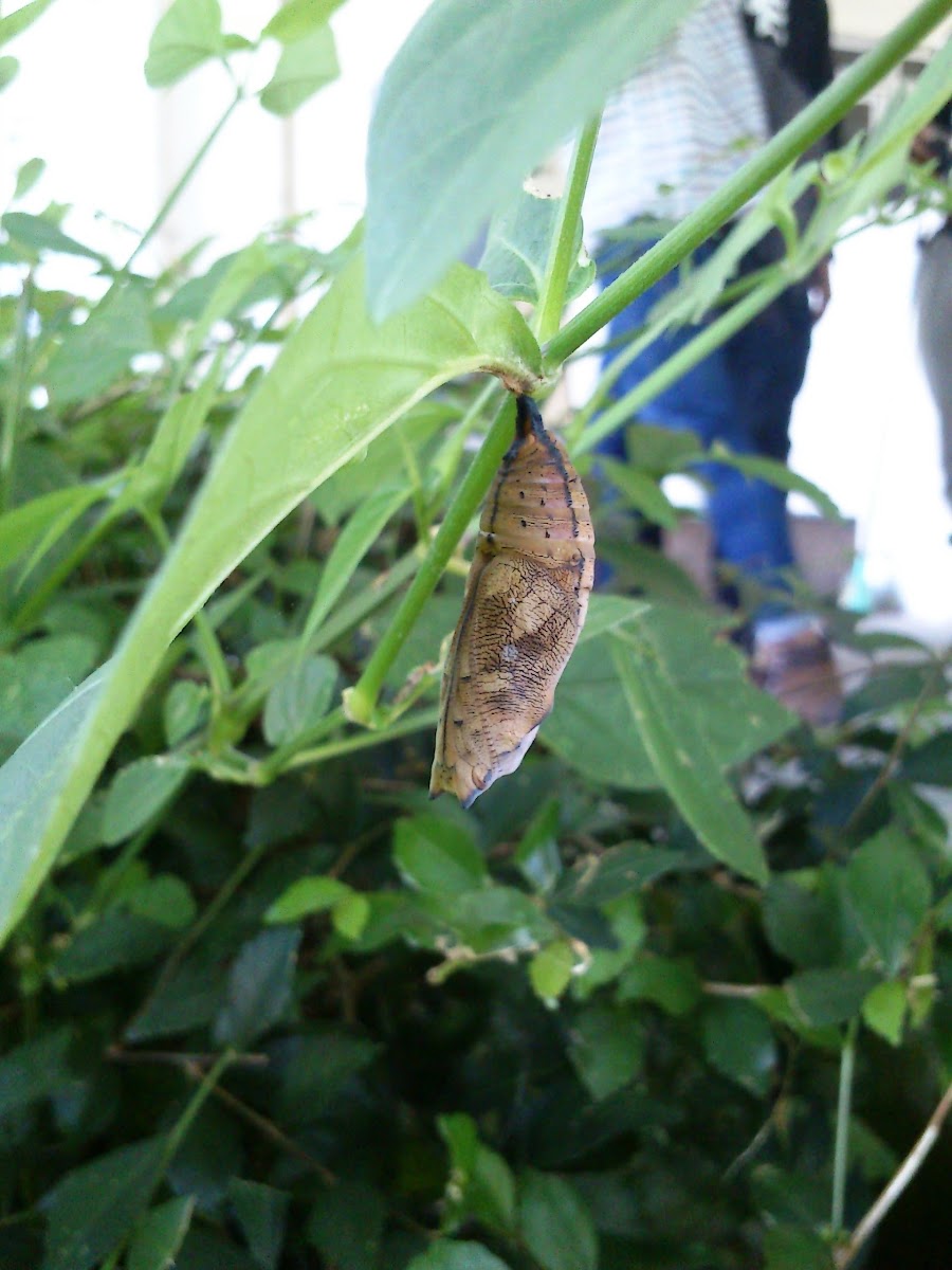 caterpillar and it's pupa
