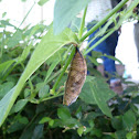 caterpillar and it's pupa