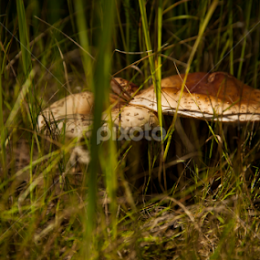 wandering the woods by Daniel Budau - Nature Up Close Mushrooms & Fungi