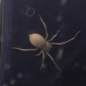 Yellow sac spider