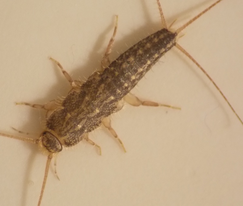 Four-lined Silverfish