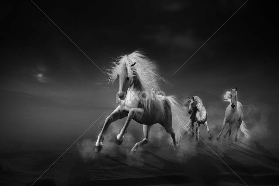 I dreamed of a white horse by Che Abu Bakar Che Said - Digital Art Animals
