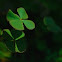 Trevo-de-quatro-folhas-peludo