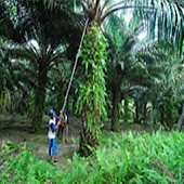 Oil Palm Minimum Wage Calc