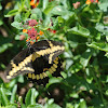 Giant Swallowtail Butterfly