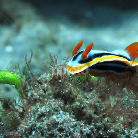 siap terbang by Alvian Yan - Animals Sea Creatures