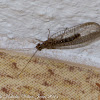 Brown Lacewing