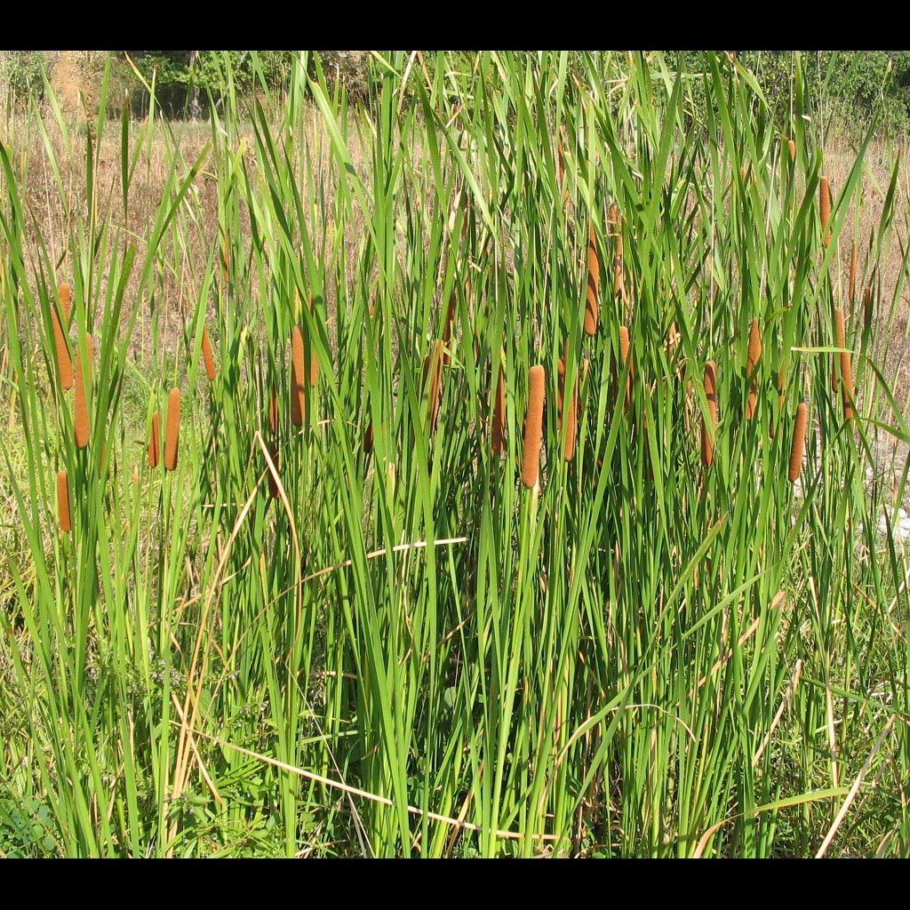 Cattails | Project Noah