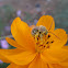 Longhorn Bee