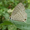 Common Cerulean (WSF)