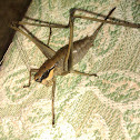 bush cricket nymph