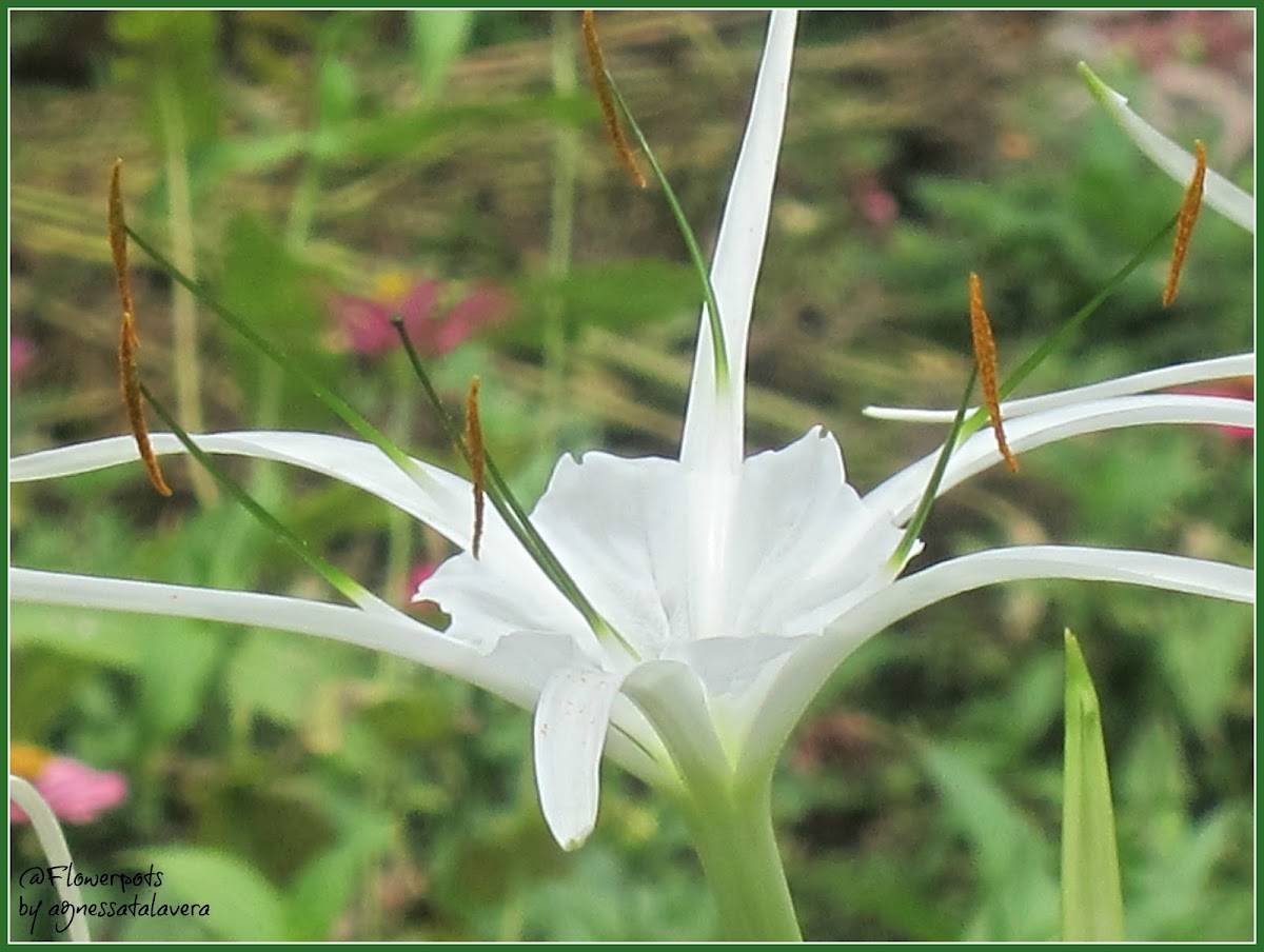 Spider Lily