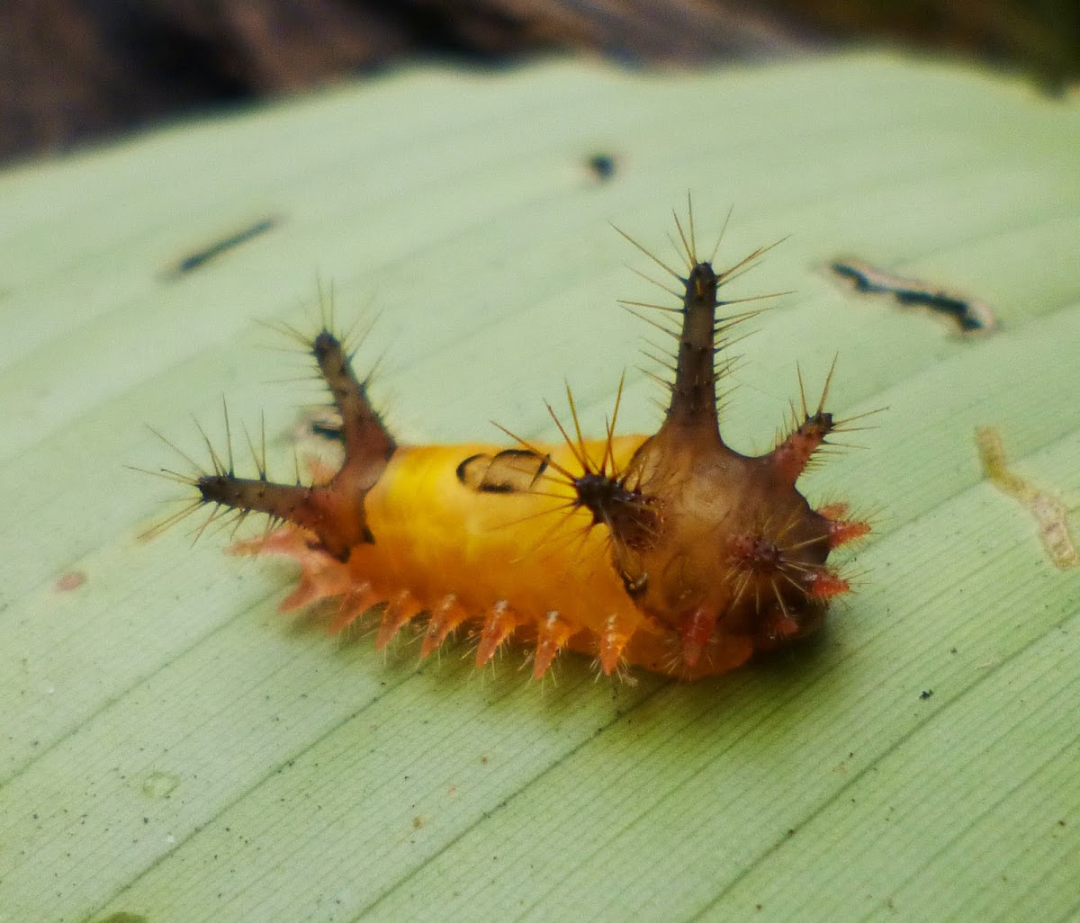 Slug Moth caterpillar