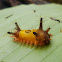 Slug Moth caterpillar