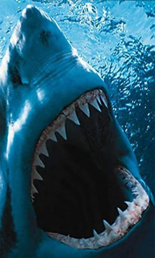 Shark Attack Live Wallpaper